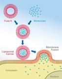 Fuse-It, ibidi-s Novel, Membrane Fusion Technology, is a Highly Synergistic Alternative to Gene Transfection Fuse-It, ibidi-s Novel, Membrane Fusion Technology, is a Highly Synergistic Alternative to Gene Transfection